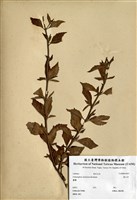 藏品(腎石草)的圖片